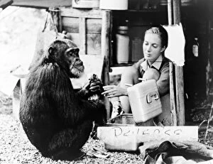 JANE GOODALL (1934- ). British conservationist and zoologist. Photographed with the chimpanzee