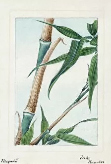 A Japanese drawing of the stalk and leaves of the take bamboo plant