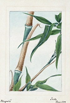 A Japanese drawing of the stalk and leaves of the take bamboo plant A Japanese drawing of the stalk and leaves of the take bamboo plant