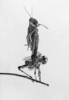 JERUSALEM: LOCUSTS, 1915. A locust molting its shell, during a locust plague in Jerusalem JERUSALEM: LOCUSTS, 1915. A locust molting its shell, during a locust plague in Jerusalem