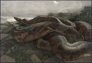 Related Images Gallery: JUNGLE BOOK, 1903. Kaa the python. Illustration by Edward and Maurice Detmold