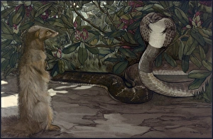 JUNGLE BOOK, 1903. 'Rikki-Tikki.' Illustration by Edward and Maurice Detmold for JUNGLE BOOK, 1903. 'Rikki-Tikki.' Illustration by Edward and Maurice Detmold for