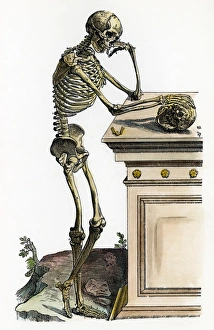 Lateral view of the human skeletal system: woodcut from the first book of Andreas Lateral view of the human skeletal system: woodcut from the first book of Andreas