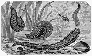 LEECHES. The common leech (Hirudo medicinalis). Wood engraving, late 19th century LEECHES. The common leech (Hirudo medicinalis). Wood engraving, late 19th century