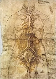 Images Dated 17th December 2010: Leonardo Da Vinci: Anatomy