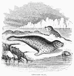 LEOPARD SEAL. Line engraving, 19th century LEOPARD SEAL. Line engraving, 19th century
