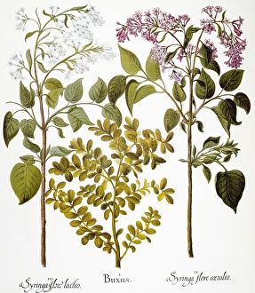 LILAC AND BOX, 1613. White lilac (Oleaceae), box (Buxaceae) and mauve lilac (Oleaceae) LILAC AND BOX, 1613. White lilac (Oleaceae), box (Buxaceae) and mauve lilac (Oleaceae)