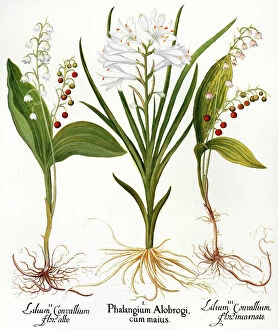 LILY-OF-THE-VALLEY (Convallaria majalis). St. Brunos lily (Paradisea liliastrum)