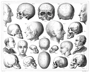 <b class=qtipBold><figcaption>Line engraving, German, c1850</figcaption></b><br>PHRENOLOGICAL CHART. Line engraving, German, c1850.<br><em>© none</em> Line engraving, German, c1850