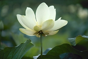 LOTUS LILY. American lotus lily (Nelumbo lutea) along the Yazoo River in Mississippi LOTUS LILY. American lotus lily (Nelumbo lutea) along the Yazoo River in Mississippi