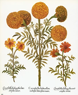 MARIGOLDS, 1613. Multiflorous Aztec marigold, or African marigold MARIGOLDS, 1613. Multiflorous Aztec marigold, or African marigold