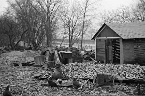 MASSACHUSETTS: FLOOD, 1936. A ruined barn in Hatfield, Massachusetts, after the MASSACHUSETTS: FLOOD, 1936. A ruined barn in Hatfield, Massachusetts, after the