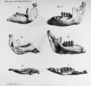 MASTODON BONES. Mastodon jaw bone fossils found at Big Bone Lick, Kentucky, c1766, by George Croghan MASTODON BONES. Mastodon jaw bone fossils found at Big Bone Lick, Kentucky, c1766, by George Croghan