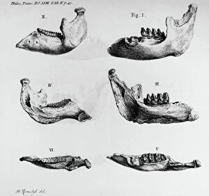 South East Gallery: MASTODON BONES. Mastodon jaw bone fossils found at Big Bone Lick, Kentucky, c1766, by George Croghan