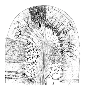 Scientific Posters: Cell types in the mammalian cerebellum Print, 1894