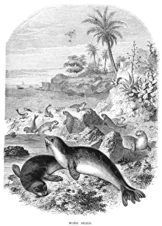 MEDITERRANEAN MONK SEALS. Wood engraving, late 19th century MEDITERRANEAN MONK SEALS. Wood engraving, late 19th century