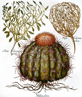 MELOCACTUS, 1613. Melocactus and Rosa Hiericontea MELOCACTUS, 1613. Melocactus and Rosa Hiericontea