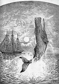 Literature Collection: MELVILLE: MOBY DICK. The only known picture of Moby Dick drawn during Melvilles lifetime