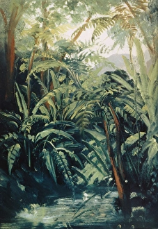 MEXICO: JUNGLE, 1831. Ferns in a gorge between Xalapa and Cordoba, Mexico: oil on board MEXICO: JUNGLE, 1831. Ferns in a gorge between Xalapa and Cordoba, Mexico: oil on board