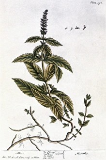 MINT PLANT, 1735. Mint (mentha). Line engraving by Elizabeth Blackwell for her book A MINT PLANT, 1735. Mint (mentha). Line engraving by Elizabeth Blackwell for her book A