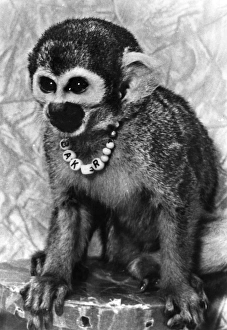 Miss Baker, one of the first primates to complete a space flight in 1959. Photographed at the United States Space Miss Baker, one of the first primates to complete a space flight in 1959. Photographed at the United States Space
