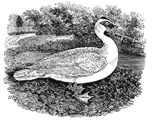 MUSCOVY DUCK. Wood engraving, early 19th century MUSCOVY DUCK. Wood engraving, early 19th century