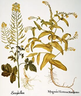 MUSTARD PLANT, 1613. White mustard (Brassica hirta), left, and myagrum (Myagrum perfoliatum)