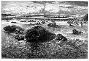 NATIVE AMERICAN HUNTING BUFFALOES. Indians Killing Buffaloes in the Missouri River NATIVE AMERICAN HUNTING BUFFALOES. Indians Killing Buffaloes in the Missouri River
