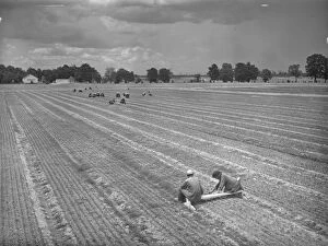 New Deal Gallery: NEW DEAL: C.C.C. 1942. Civilian Conservation Corps workers weeding pine seedlings