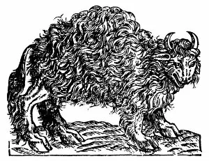 Images Dated 27th March 2003: NEW WORLD: BUFFALO, 1557. The buffalo. Woodcut from Andre Thevets Les Singularitez