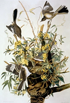 NORTHERN MOCKINGBIRD (Mimus polyglottos). Lithograph, 1858, after John James Audubon NORTHERN MOCKINGBIRD (Mimus polyglottos). Lithograph, 1858, after John James Audubon