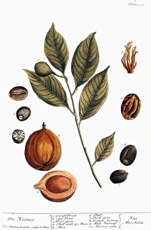 NUTMEG, 1735. Branch of a nutmeg tree and the fruit containing the seed NUTMEG, 1735. Branch of a nutmeg tree and the fruit containing the seed