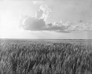 OKLAHOMA: WHEAT, 1937. A wheat field in Oklahoma. Photograph by Dorothea Lange, 1937 OKLAHOMA: WHEAT, 1937. A wheat field in Oklahoma. Photograph by Dorothea Lange, 1937