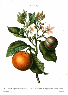 ORANGE TREE. Citrus Bigaradia violacea. Engraving after a painting by Pancrace Bessa ORANGE TREE. Citrus Bigaradia violacea. Engraving after a painting by Pancrace Bessa