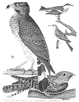ORNITHOLOGY, 1808-1814. 1. Broad-winged Hawk 2. Chuck-wills-widow 3. Cape-May Warbler 4 ORNITHOLOGY, 1808-1814. 1. Broad-winged Hawk 2. Chuck-wills-widow 3. Cape-May Warbler 4