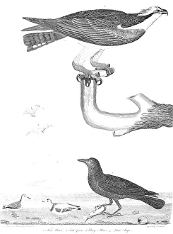 ORNITHOLOGY, 1808-1814. 1. Fish Hawk 2. Fish Crow 3. Ring Plover 4. Least Snipe ORNITHOLOGY, 1808-1814. 1. Fish Hawk 2. Fish Crow 3. Ring Plover 4. Least Snipe