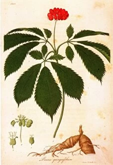 (Panax quinquefolium). Colored engraving, American, c1818
