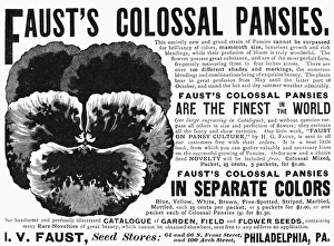 PANSY ADVERTISEMENT, 1889. American magazine advertisement for Fausts pansies, 1889 PANSY ADVERTISEMENT, 1889. American magazine advertisement for Fausts pansies, 1889