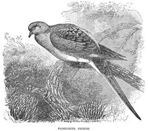 PASSENGER PIGEON. Line engraving, 19th century PASSENGER PIGEON. Line engraving, 19th century
