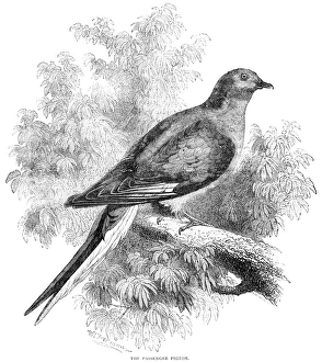 PASSENGER PIGEON. Wood engraving, English, c1880 PASSENGER PIGEON. Wood engraving, English, c1880