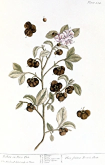 PECO TEA, 1735. Branch of the peco or bohea tea plant. Engraving by Elizabeth Blackwell PECO TEA, 1735. Branch of the peco or bohea tea plant. Engraving by Elizabeth Blackwell