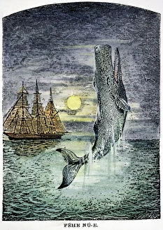 Maritime Collection: PEHE NU-E: MOBY DICK. The only known picture of Moby Dick drawn during Herman Melvilles lifetime