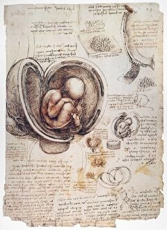 Biology Gallery: Pen and ink studies, c1510, by Leonardo da Vinci of a human fetus