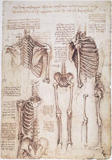 Pen and ink studies by Leonardo da Vinci, c1510, of human thorax, pelvic, and leg bones