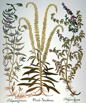 Peppermint (Mentha cervina); weld (Reseda luteola), a European mignonette yielding yellow Peppermint (Mentha cervina); weld (Reseda luteola), a European mignonette yielding yellow