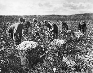 PICKING COTTON. Workers picking cotton in the southern United States. Photograph PICKING COTTON. Workers picking cotton in the southern United States. Photograph