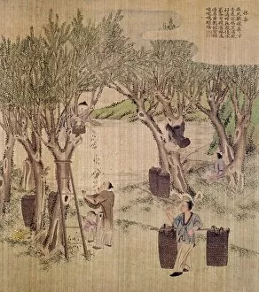 Picking mulberry leaves for silkworm culture. Chinese silk painting, c1650-1726