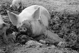 PIG, 1935. A pig on a farm in Prince Georges County, Maryland. Photograph by Carl Mydans PIG, 1935. A pig on a farm in Prince Georges County, Maryland. Photograph by Carl Mydans
