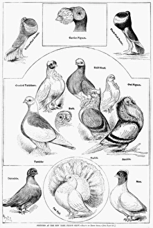 PIGEONS, 1879. Sketches at the New York Pigeon Show PIGEONS, 1879. Sketches at the New York Pigeon Show