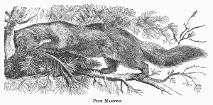 PINE MARTEN, 1873. Wood engraving, American, 1873 PINE MARTEN, 1873. Wood engraving, American, 1873